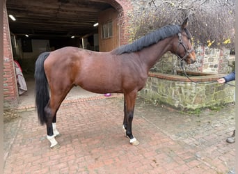 Oldenburgo, Semental, 3 años, 169 cm, Castaño