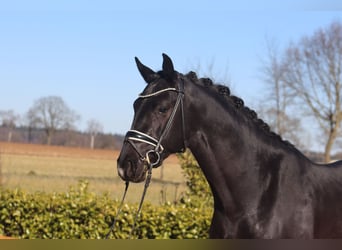 Oldenburgo, Semental, 3 años, 169 cm, Negro