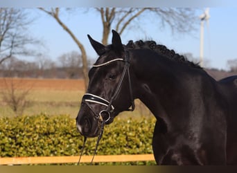 Oldenburgo, Semental, 3 años, 169 cm, Negro