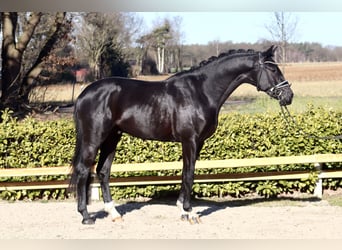 Oldenburgo, Semental, 3 años, 169 cm, Negro