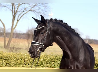 Oldenburgo, Semental, 3 años, 169 cm, Negro