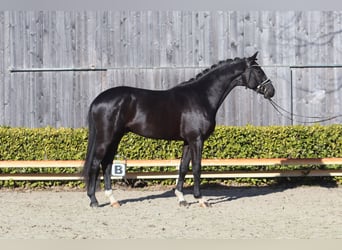 Oldenburgo, Semental, 3 años, 169 cm, Negro