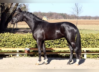 Oldenburgo, Semental, 3 años, 169 cm, Negro