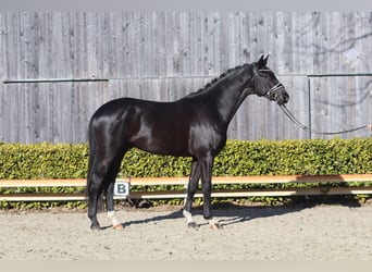 Oldenburgo, Semental, 3 años, 169 cm, Negro