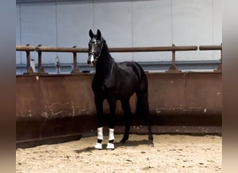 Oldenburgo, Semental, 3 años, 170 cm