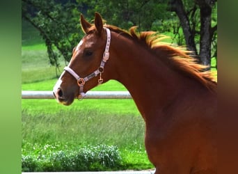 Oldenburgo, Semental, 3 años, 172 cm, Alazán-tostado