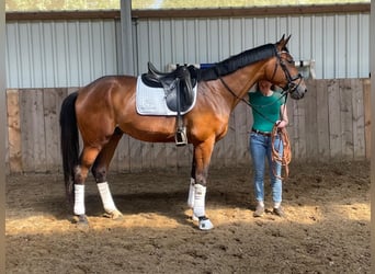 Oldenburgo, Semental, 3 años, 172 cm, Castaño