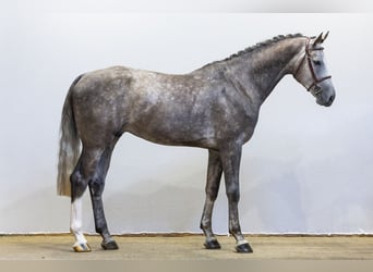 Oldenburgo, Semental, 3 años, 174 cm, Tordo