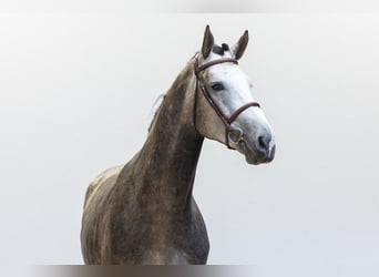 Oldenburgo, Semental, 3 años, 174 cm, Tordo