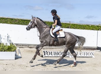 Oldenburgo, Semental, 3 años, 174 cm, Tordo
