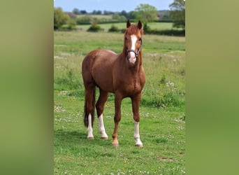 Oldenburgo, Semental, 4 años, 160 cm, Alazán