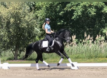 Oldenburgo, Semental, 4 años, 166 cm, Negro