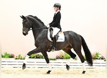 Oldenburgo, Semental, 4 años, 167 cm, Castaño oscuro