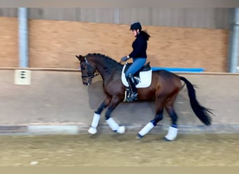 Oldenburgo, Semental, 4 años, 168 cm, Castaño oscuro