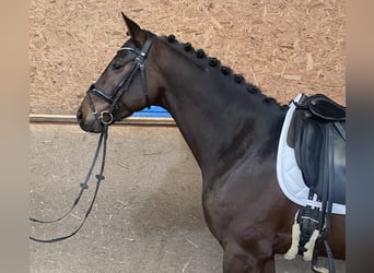 Oldenburgo, Semental, 4 años, 168 cm, Castaño oscuro