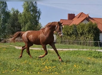 Oldenburgo, Semental, 4 años, 169 cm, Alazán
