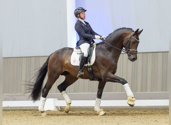 Oldenburgo, Semental, 4 años, Castaño oscuro