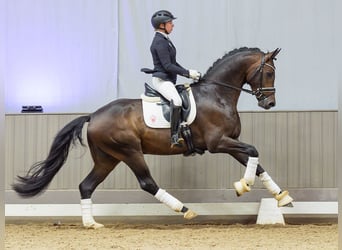 Oldenburgo, Semental, 4 años, Castaño oscuro