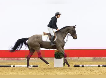 Oldenburgo, Semental, 5 años, 168 cm