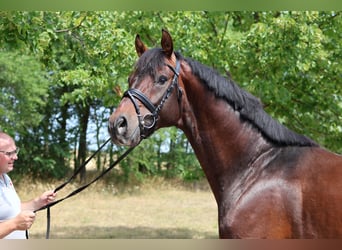 Oldenburgo, Semental, 5 años, 169 cm, Castaño oscuro