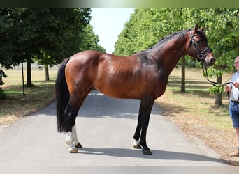 Oldenburgo, Semental, 5 años, 169 cm, Castaño oscuro