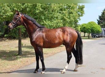 Oldenburgo, Semental, 5 años, 169 cm, Castaño oscuro