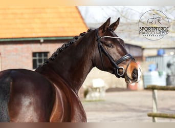 Oldenburgo, Semental, 5 años, 170 cm, Castaño oscuro