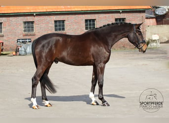 Oldenburgo, Semental, 5 años, 170 cm, Castaño oscuro