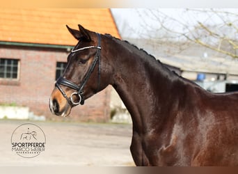 Oldenburgo, Semental, 5 años, 170 cm, Castaño oscuro