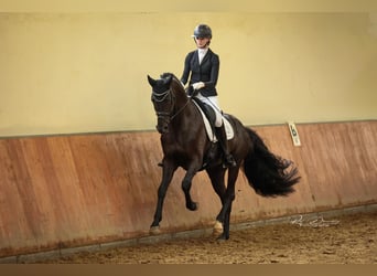 Oldenburgo, Semental, 5 años, 174 cm, Negro