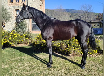 Oldenburgo, Semental, 5 años, 182 cm, Negro