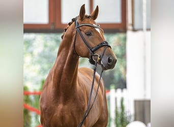 Oldenburgo, Semental, 5 años, Alazán
