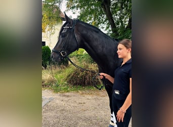Oldenburgo, Semental, 5 años, Castaño oscuro