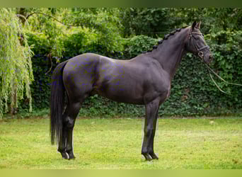 Oldenburgo, Semental, 6 años, 166 cm, Negro