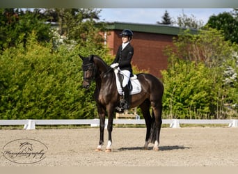 Oldenburgo, Semental, 6 años, 178 cm, Castaño oscuro