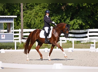 Oldenburgo, Semental, 7 años, 165 cm, Alazán-tostado