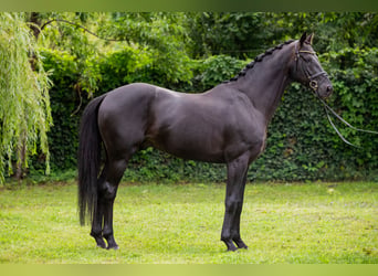 Oldenburgo, Semental, 7 años, 166 cm, Negro