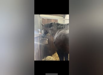 Oldenburgo, Semental, 7 años, 170 cm, Castaño