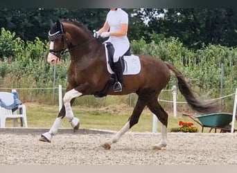 Oldenburgo, Semental, 8 años, 174 cm, Alazán-tostado