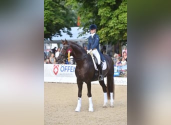Oldenburgo, Semental, 21 años, 172 cm, Alazán-tostado