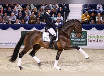 Oldenburgo, Semental, 14 años, 170 cm, Castaño