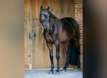 Oldenburgo, Semental, 14 años, 170 cm, Castaño