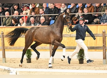 Oldenburgo, Semental, 3 años, 171 cm, Castaño oscuro