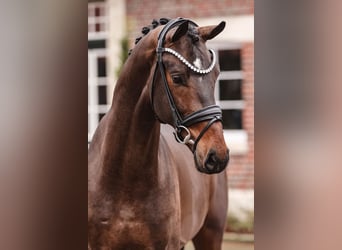 Oldenburgo, Semental, 3 años, 171 cm, Castaño oscuro