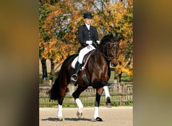 Oldenburgo, Semental, 22 años, 167 cm, Castaño oscuro