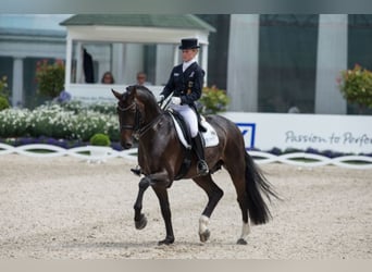 Oldenburgo, Semental, 22 años, 167 cm, Castaño oscuro