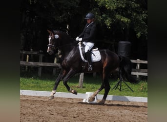 Oldenburgo, Semental, 4 años, 172 cm, Castaño oscuro