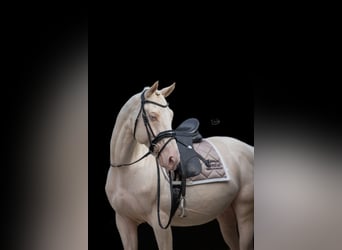Oldenburgo, Semental, 7 años, 164 cm, Cremello