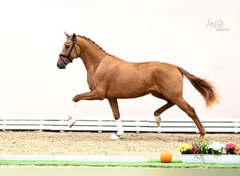 Oldenburgo, Semental, Potro (03/2026), 168 cm