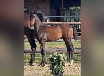 Oldenburgo, Semental, Potro (02/2026), 168 cm, Castaño oscuro